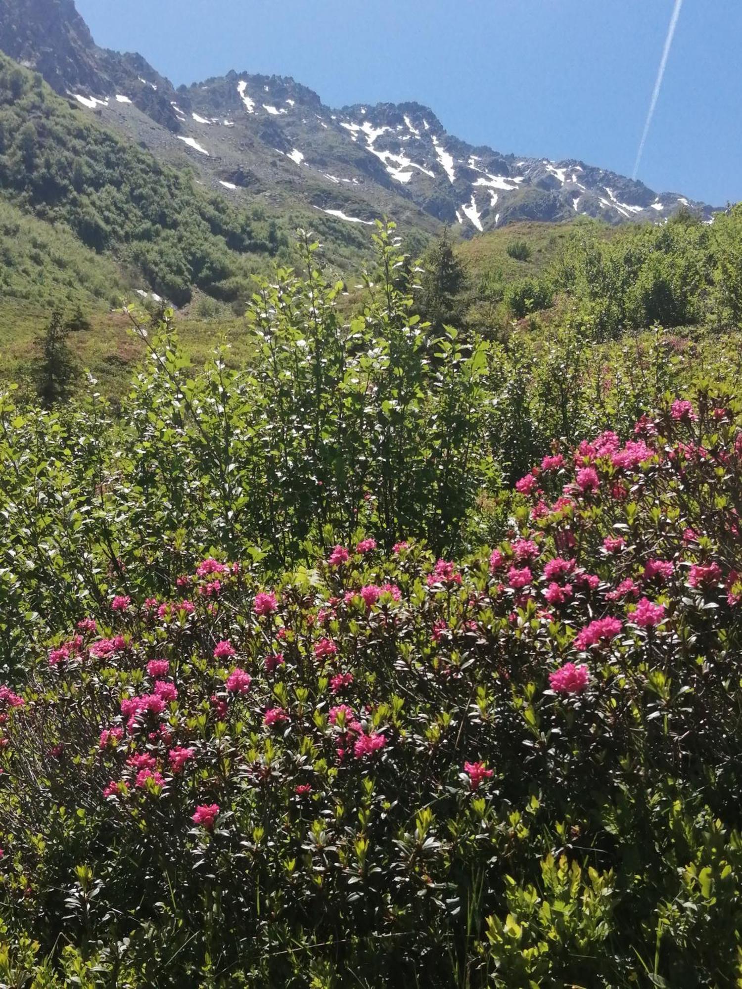 Superbe Studio Aux 7 Laux La Ferrière 外观 照片